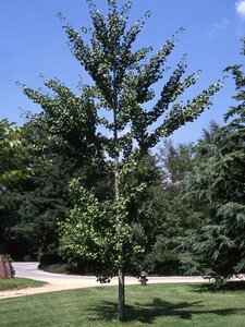 AUTUMN GOLD GINKGO 200CM