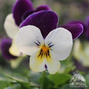 VIOLA PENNY WHITE JUMP UP