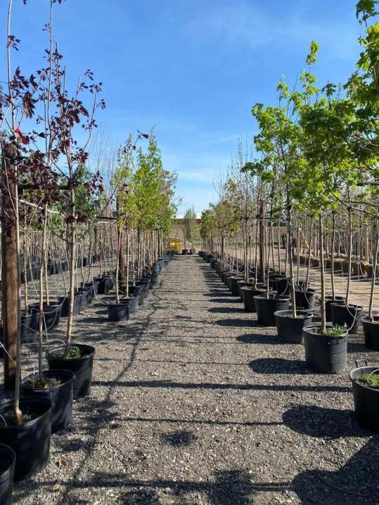 Plant nursery London Oxford InstaShade