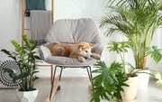 9 Pet-Friendly Tropical Plants