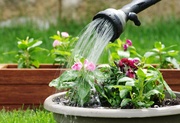How to boost your plant’s growth? How to boost your plant’s growth?