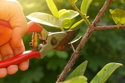 How to Choose the Right Pruning Shear?