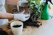 How to Repot Tropical Plants? How to Repot Tropical Plants?