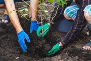 How to Successfully Move or Transplant Your Plants? How to Successfully Move or Transplant Your Plants?