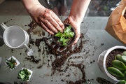 How to Transplant Houseplants? How to Transplant Houseplants?