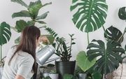 How to Water Your Tropical Plants? How to Water Your Tropical Plants?