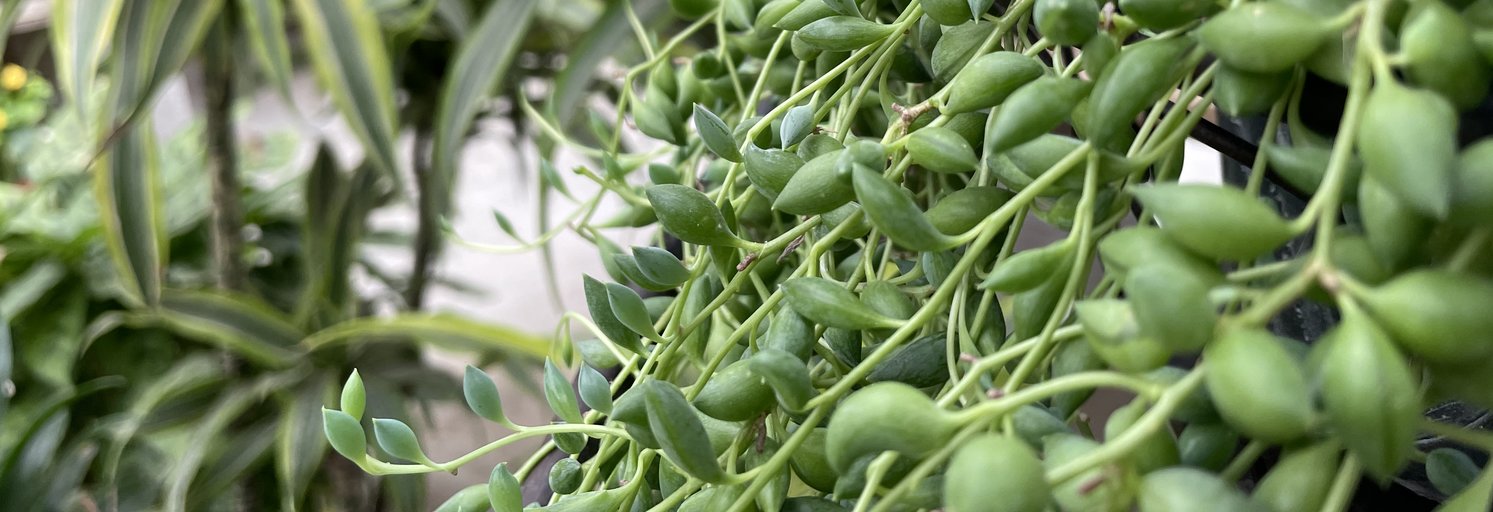 Large Selection of Tropical Plants!