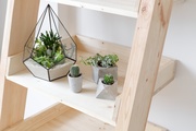 What to do to make cacti and succulents thrive? What to do to make cacti and succulents thrive?