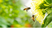 Which Plants Attract Pollinators? Which Plants Attract Pollinators?