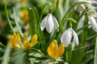 6 gardening tips for January