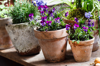 6 spring plants to brighten up your pots