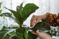 How to Clean Your Houseplants