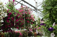 Watering hanging baskets