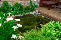 Pond care in summer