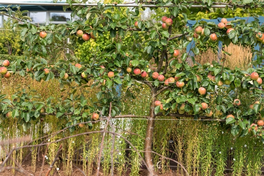 Pruning Fruit Trees Oxford InstaShade
