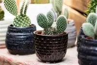 The unique characteristics of cacti and succulents