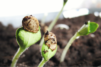 Top 5 seed starter tips for a successful spring harvest