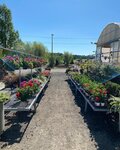 Plant nursery