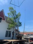 Planted Wire Basket Trees