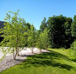 Planted Wire Basket Trees