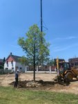 Planted Wire Basket Trees