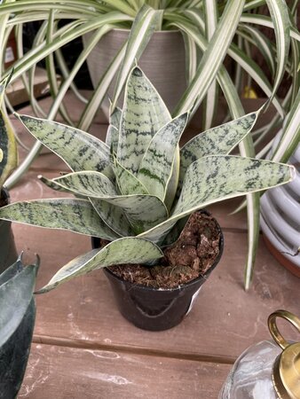 4" BIRDS NEST SANSEVIERIA