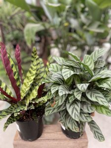 8" CALATHEA ASST