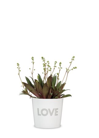 870 12cm COVER POT MESSAGE