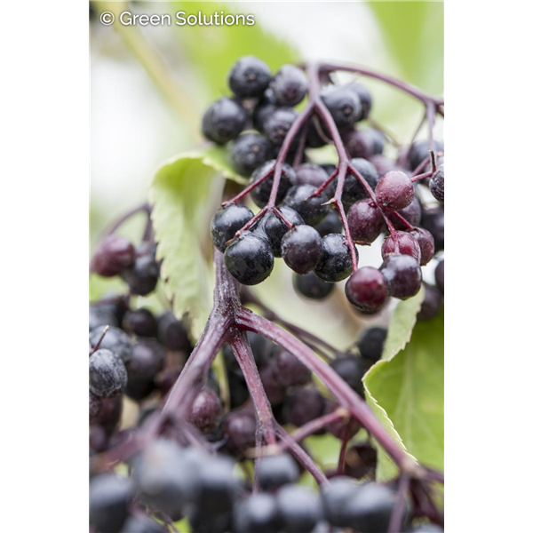 ADAMS ELDERBERRY 2 GALLON