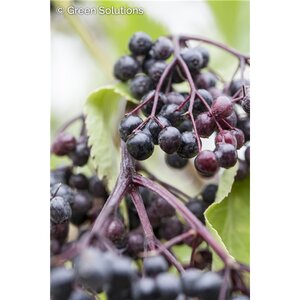 ADAMS ELDERBERRY 2 GALLON