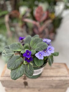 AFRICAN VIOLET 5"