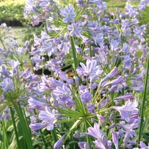 AGAPANTHUS PETER PAN 1G