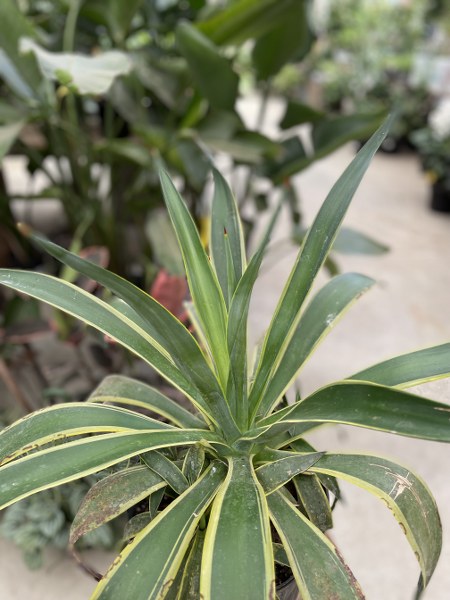 Agave Lurida Varigated 10"