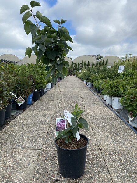 AGINCOURT BEAUTY LILAC 40CM 