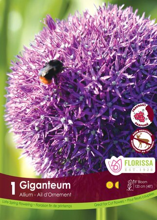 ALLIUM GIGANTEM  1 PKG