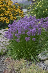 ALLIUM MILLENIUM
