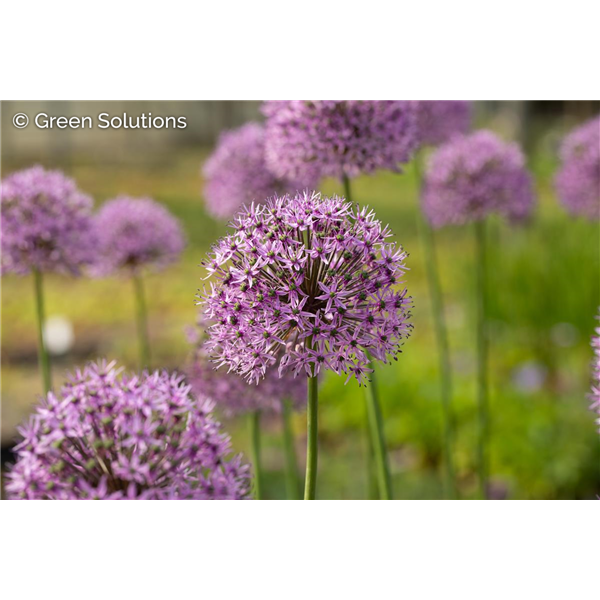 ALLIUM SUMMER PEEK A BOO 1G