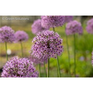 ALLIUM SUMMER PEEK A BOO 1G
