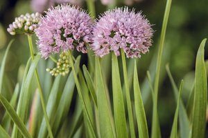 ALLIUM SUMMER PEEKABOO 1G