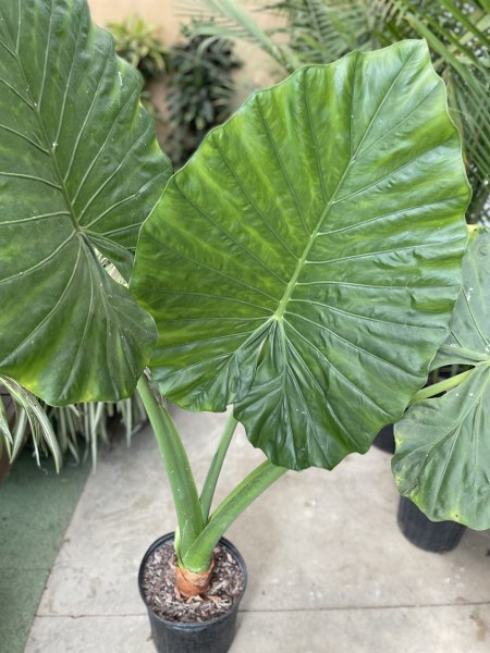 ALOCASIA CALIDORA 10"