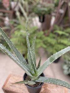 Aloe Vera 4"