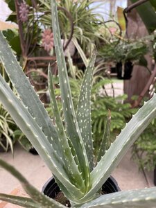 Aloe Vera Barbados 6"