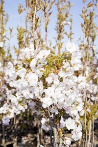 AMANOGAWA FLOWERING CHERRY 175CM - image 3