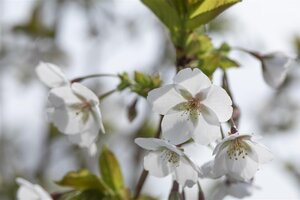 AMANOGAWA FLOWERING CHERRY 175CM - image 2