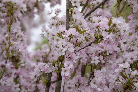 AMANOGAWA FLOWERING CHERRY 175CM - image 3