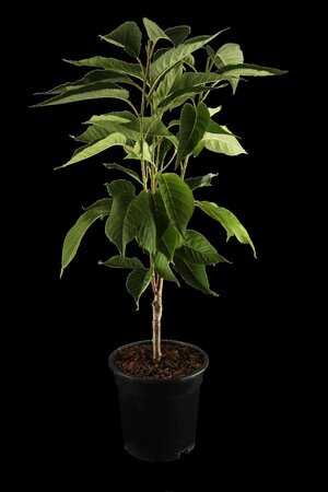 AMANOGAWA FLOWERING CHERRY 200CM - image 1