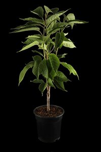 AMANOGAWA FLOWERING CHERRY 200CM - image 5