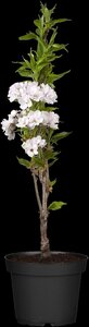 AMANOGAWA FLOWERING CHERRY 200CM - image 2