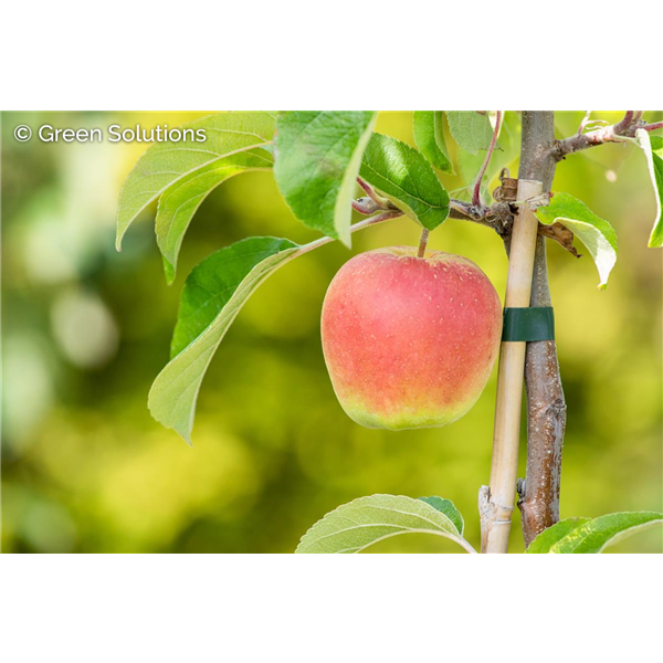 AMBROSIA APPLE SEM-DWARF (M9)