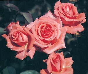 AMERICA ROSE 2G -Coral/Pink-Climbing